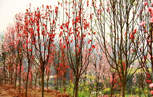 宜宾江安桃花节开幕 醉美铁清等你来(图2) 宜宾江安桃花节开幕 醉美铁清等你来(图2)