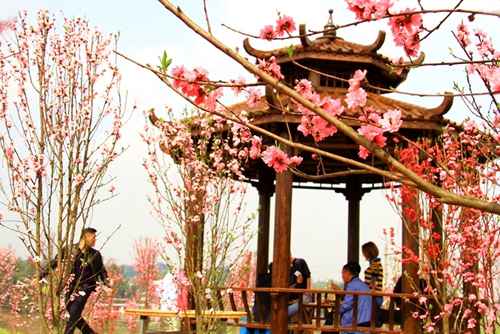 宜宾江安桃花节开幕 醉美铁清等你来(图4) 宜宾江安桃花节开幕 醉美铁清等你来(图4)