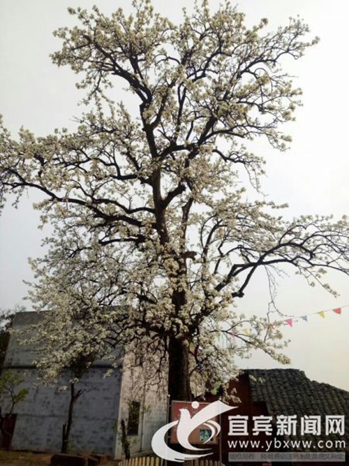 梨花盛开赏花正当时&nbsp;宜宾320年梨树引围观(图1)