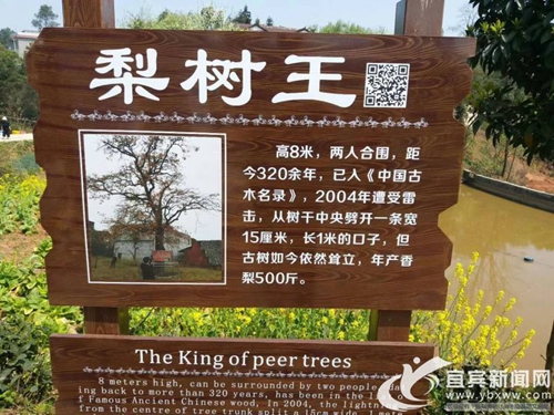 梨花盛开赏花正当时&nbsp;宜宾320年梨树引围观(图3)