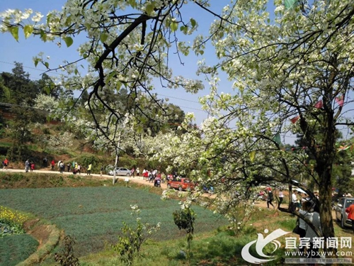 梨花盛开赏花正当时&nbsp;宜宾320年梨树引围观(图2)
