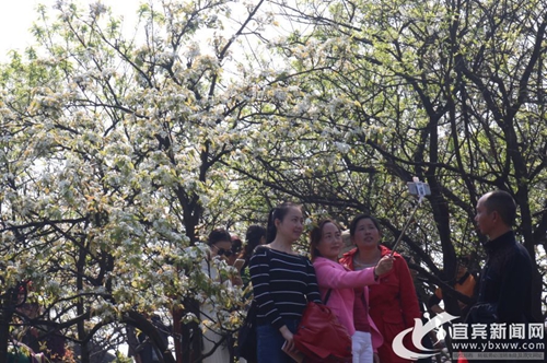 梨花盛开赏花正当时&nbsp;宜宾320年梨树引围观(图4)