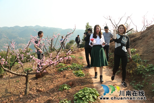 纳溪白节镇来龙村：桃花开了&nbsp;游客来了&nbsp;村民笑了(图1)