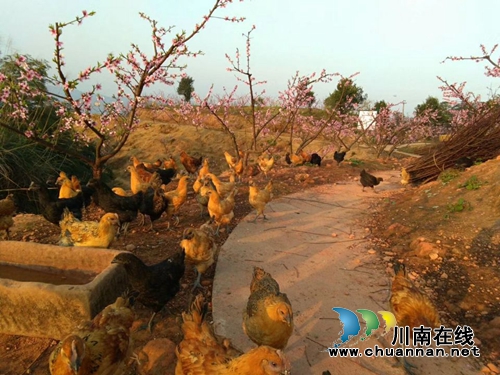 纳溪白节镇来龙村：桃花开了&nbsp;游客来了&nbsp;村民笑了(图2)
