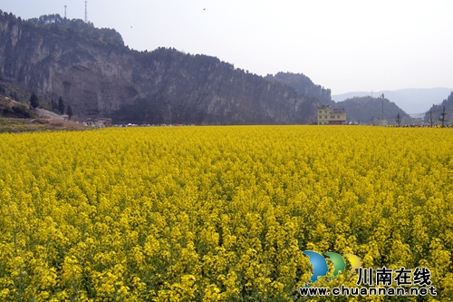 画里乡村 古蔺双沙菜花旅游文化开放月启幕(图12) 画里乡村 古蔺双沙菜花旅游文化开放月启幕(图12)
