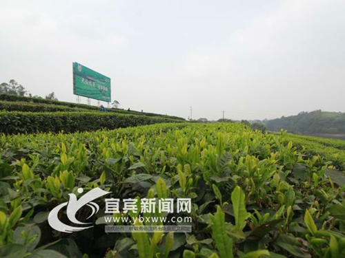 天府龙芽:宜宾礼敬世界的一杯中国好茶(图1) 天府龙芽:宜宾礼敬世界的一杯中国好茶(图1)