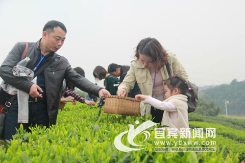 天府龙芽:宜宾礼敬世界的一杯中国好茶(图3) 天府龙芽:宜宾礼敬世界的一杯中国好茶(图3)