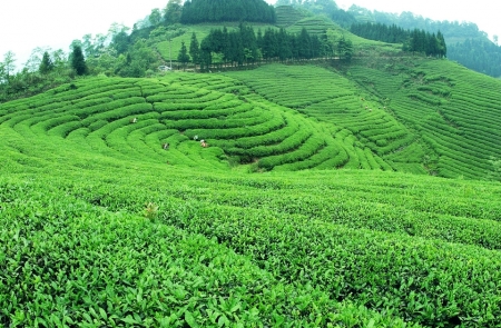 茗香飘世界&nbsp;早茶最宜宾
