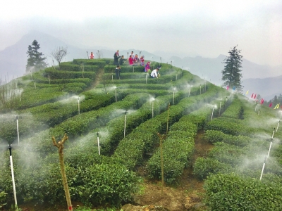 茗香飘世界 早茶最宜宾(图2) 茗香飘世界 早茶最宜宾(图2)