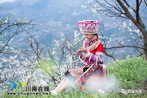 叙永县赤水镇“华春哥”凤凰李认养果树开始啦(图1)