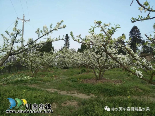 叙永县赤水镇“华春哥”凤凰李认养果树开始啦(图2)