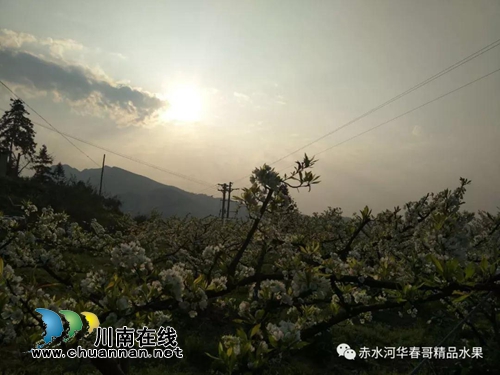 叙永县赤水镇“华春哥”凤凰李认养果树开始啦(图3)