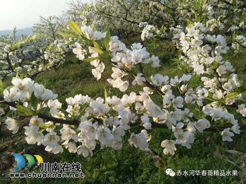 叙永县赤水镇“华春哥”凤凰李认养果树开始啦