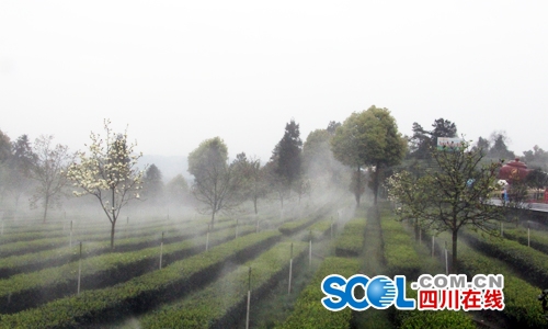 中外茶业专家走进宜宾早茶之乡 感受千年茶韵(图2) 中外茶业专家走进宜宾早茶之乡 感受千年茶韵(图2)