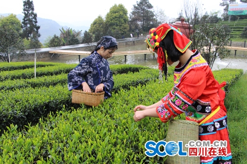 中外茶业专家走进宜宾早茶之乡 感受千年茶韵(图3) 中外茶业专家走进宜宾早茶之乡 感受千年茶韵(图3)