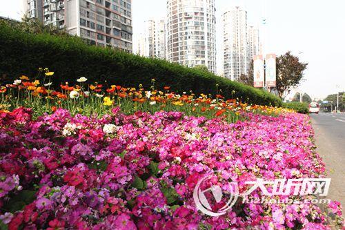 喜迎2018酒博会&nbsp;70万盆鲜花扮靓酒城(图3)
