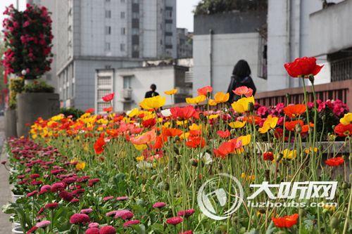 喜迎2018酒博会&nbsp;70万盆鲜花扮靓酒城(图5)