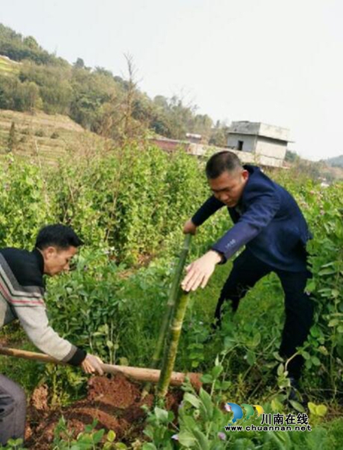 叙永县委群工局:春天,为贫困户种下一棵爱心竹(图2) 叙永县委群工局:春天,为贫困户种下一棵爱心竹(图2)