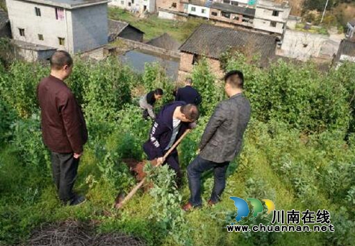 叙永县委群工局：春天，为贫困户种下一棵爱心竹