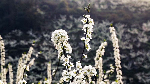 泸州古蔺:乡村振兴保脱贫 产业发展春意浓(图1) 泸州古蔺:乡村振兴保脱贫 产业发展春意浓(图1)