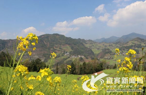 宜宾屏山中都镇:金黄菜花成为村民“摇钱树”(图2) 宜宾屏山中都镇:金黄菜花成为村民“摇钱树”(图2)