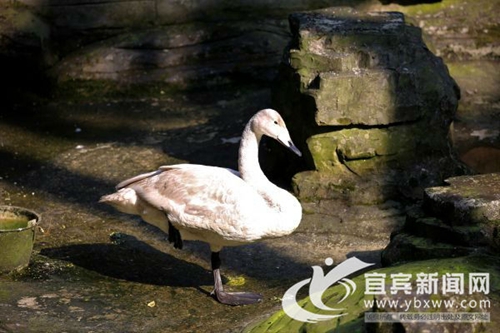 宜宾首次发现国家二级重点保护野生动物大天鹅(图1) 宜宾首次发现国家二级重点保护野生动物大天鹅(图1)