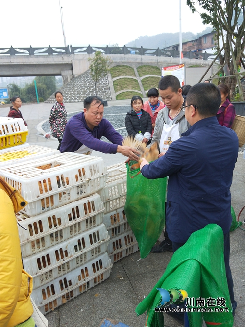 纳溪区食药监局：送鸡苗鸭苗下乡&nbsp;巩固脱贫成果