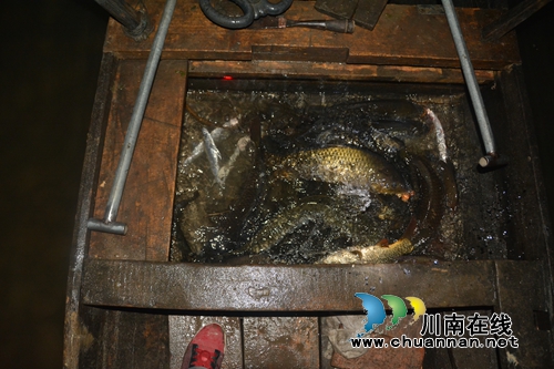 泸州抓获首例驾船进行“电打鱼”案件嫌疑人(图2) 泸州抓获首例驾船进行“电打鱼”案件嫌疑人(图2)