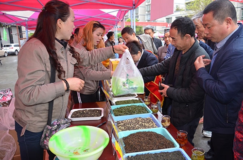 自贡：荣县来牟第十届茶文化节开幕(图1)