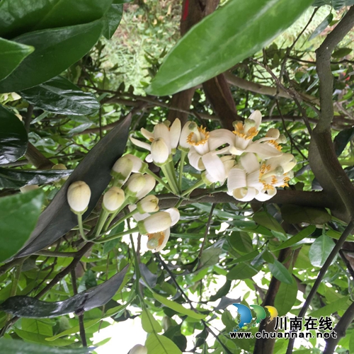 第二届泸州九狮柚花节4月7日开幕(图1)