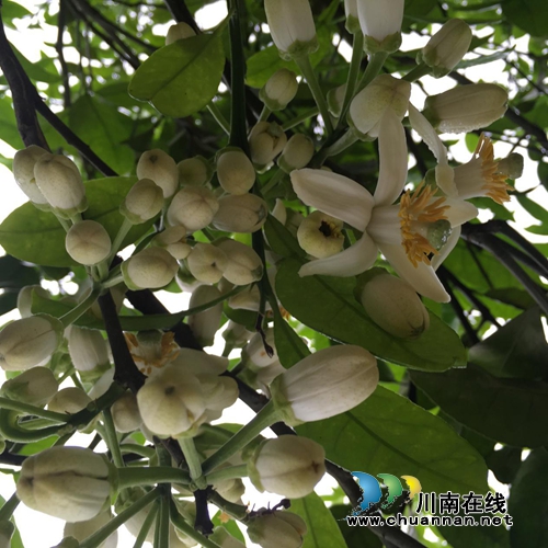 第二届泸州九狮柚花节4月7日开幕(图3)