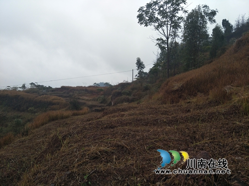 宜宾南溪区汪家镇:“五强化”筑牢森林火灾防线(图4) 宜宾南溪区汪家镇:“五强化”筑牢森林火灾防线(图4)