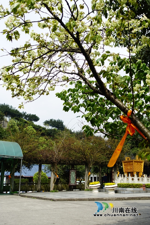 绿色殡葬&nbsp;泸州市殡仪馆禁燃香烛冥币(图1)