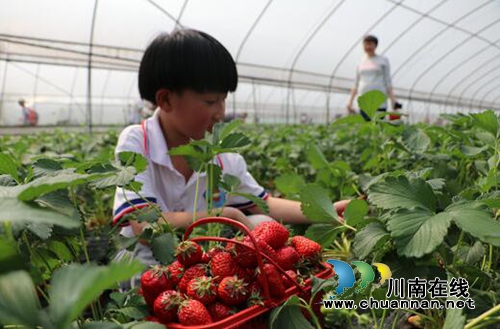 泸州纳溪：200亩草莓迎上千学生体验采摘乐趣(图2)