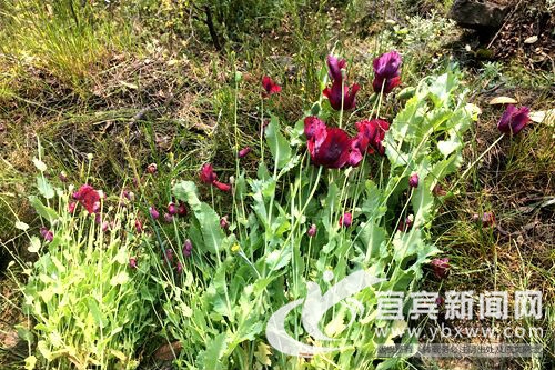 以为能治病农户菜地种罂粟 宜宾警方依法铲除(图2) 以为能治病农户菜地种罂粟 宜宾警方依法铲除(图2)