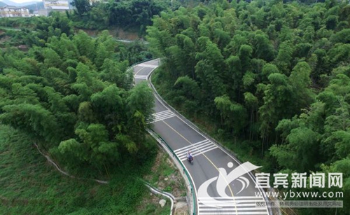 宜宾兴文新造竹超2万余亩 打造生态竹景观(图2) 宜宾兴文新造竹超2万余亩 打造生态竹景观(图2)