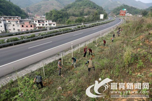 宜宾兴文新造竹超2万余亩 打造生态竹景观(图3) 宜宾兴文新造竹超2万余亩 打造生态竹景观(图3)