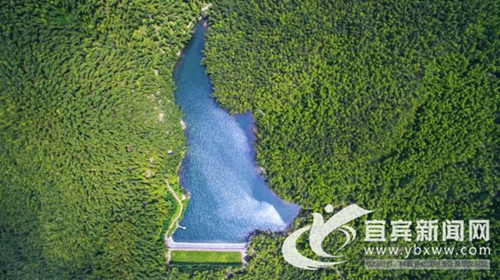 宜宾兴文新造竹超2万余亩 打造生态竹景观(图4) 宜宾兴文新造竹超2万余亩 打造生态竹景观(图4)