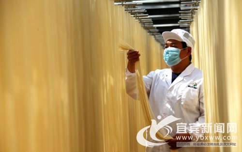 宜宾“挂面哥”舍厂返乡 带领村民 “脱穷帽”(图1) 宜宾“挂面哥”舍厂返乡 带领村民 “脱穷帽”(图1)