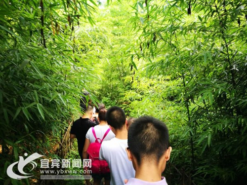 助推竹产业发展 宜宾兴文方竹研究院挂牌成立(图1) 助推竹产业发展 宜宾兴文方竹研究院挂牌成立(图1)