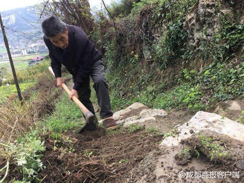 防止孩子上学被露水湿鞋&nbsp;泸州老人除草10年(图1)