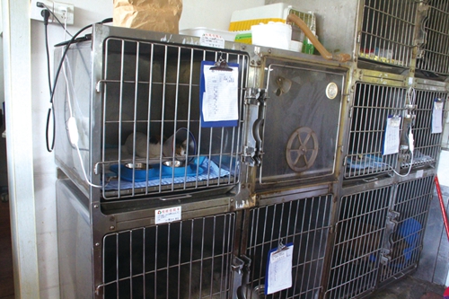 泸州宠物医院背后那些事(图3)