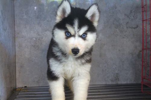 泸州宠物医院背后那些事(图5)