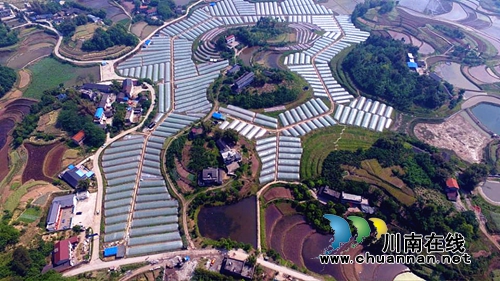 泸州丹林:200亩冰糖西瓜助你甜蜜过“五一”(图3) 泸州丹林:200亩冰糖西瓜助你甜蜜过“五一”(图3)