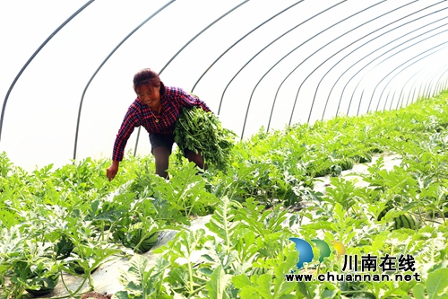 泸州丹林:200亩冰糖西瓜助你甜蜜过“五一”(图4) 泸州丹林:200亩冰糖西瓜助你甜蜜过“五一”(图4)