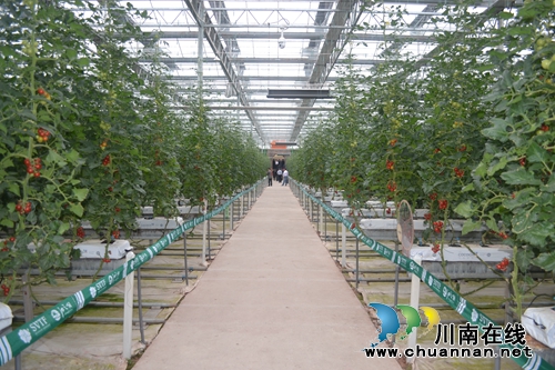 27日起 到董允坝江之阳蔬菜品赏会尽情耍嗨!(图8) 27日起 到董允坝江之阳蔬菜品赏会尽情耍嗨!(图8)