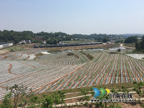 27日起 到董允坝江之阳蔬菜品赏会尽情耍嗨!(图12) 27日起 到董允坝江之阳蔬菜品赏会尽情耍嗨!(图12)