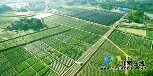 明天，泸州董允坝蔬菜节开幕！“伞里”开街！(图8)