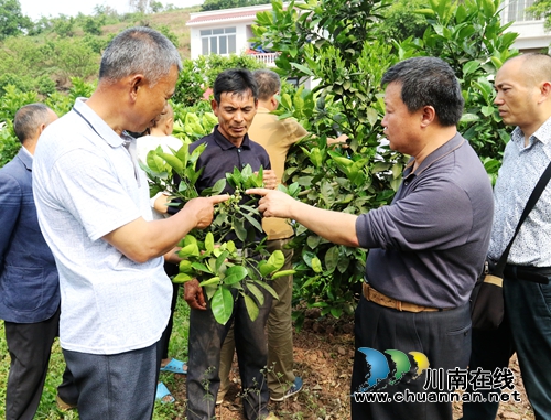 泸州首个学会工作站落户龙马潭&nbsp;助力果农致富(图1)
