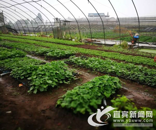 从卖菜到卖菜苗&nbsp;宜宾这个“新菜农”年入60万(图1)